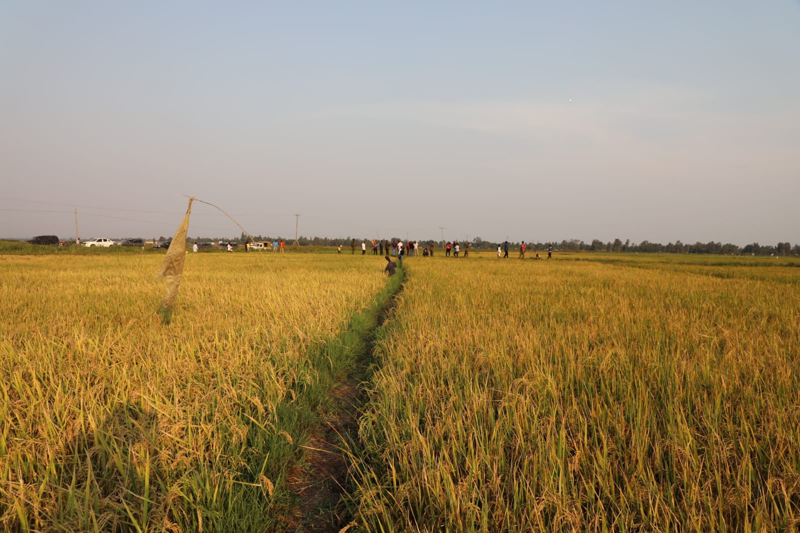 Rice Farm